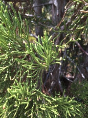Athrotaxis cupressoides