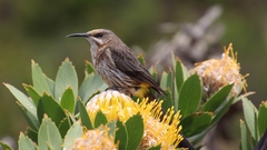Cape Sugarbird photo 2