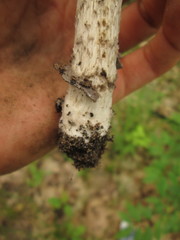 Amanita sinicoflava