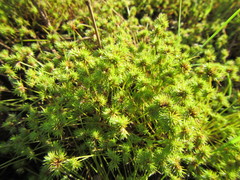 Isolepis hystrix