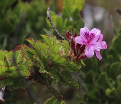 Pelargonium cucullatum strigifolium