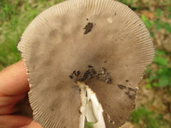 Amanita sinicoflava