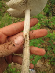 Amanita sinicoflava