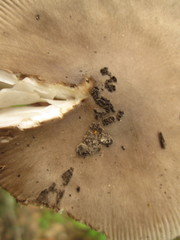 Amanita sinicoflava