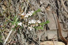 Cyanothamnus nanus