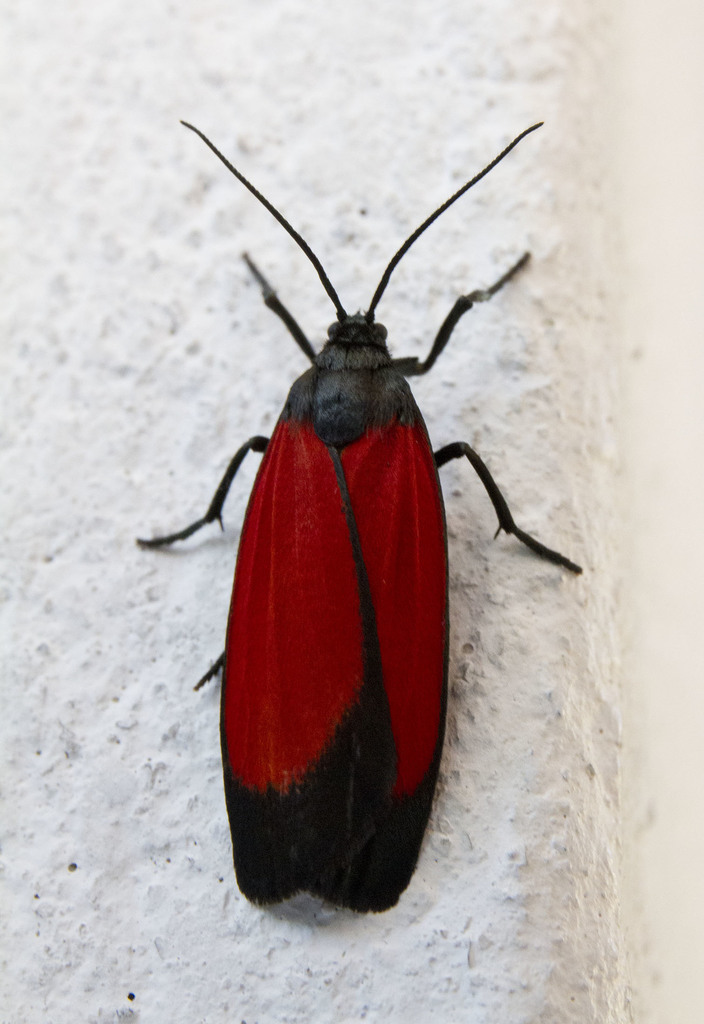Ptychoglene sanguineola