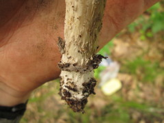 Amanita sinicoflava