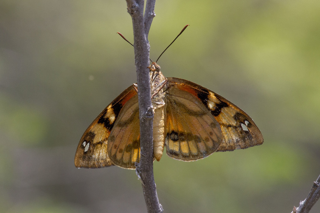 Athis inca inca