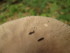 Amanita sinicoflava