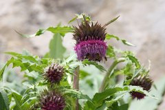 Cirsium purpuratum
