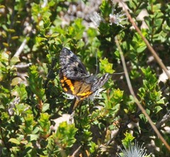 Synemon parthenoides