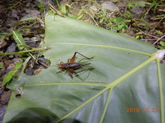 Cardiodactylus guttulus