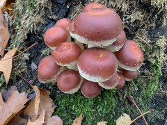 Hypholoma lateritium