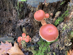 Hypholoma lateritium