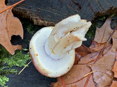 Hypholoma lateritium