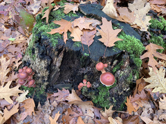 Hypholoma lateritium