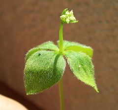 Galium kamtschaticum