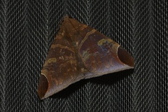 Pindara illibata