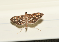 Nausinoe geometralis