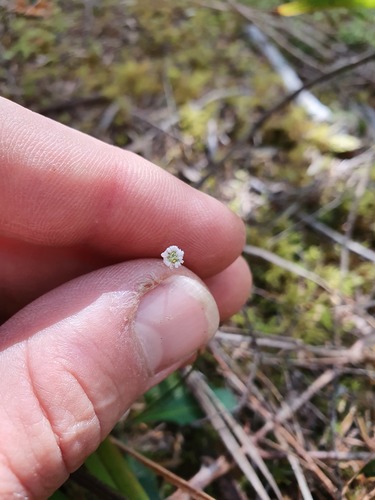 Lagenophora lanata iNat (1)