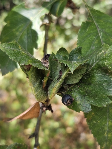 Unknown species found near Hillsboro, OR, USA