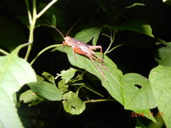 Cardiodactylus guttulus