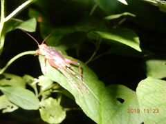 Cardiodactylus guttulus