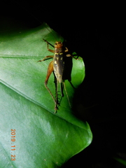 Cardiodactylus guttulus