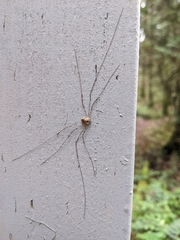 Leptobunus parvulus