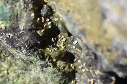Proserpina depressa