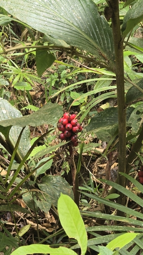 Renealmia alpinia, photograph 1