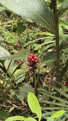 Renealmia alpinia, photograph author not stated, no rights reserved