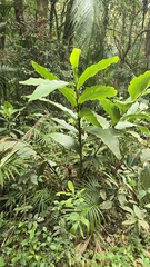 Renealmia alpinia, photograph author not stated, no rights reserved
