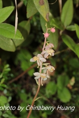 Pyrola morrisonensis