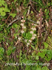 Pyrola morrisonensis