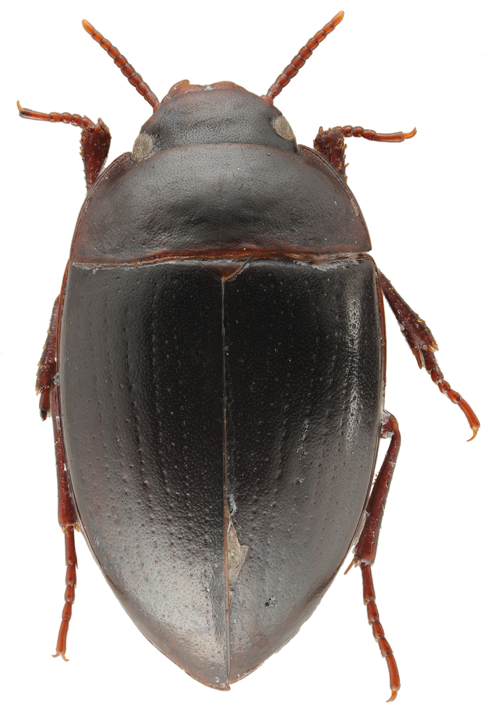 Cliff Water Beetles