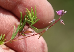 Indigofera angustifolia