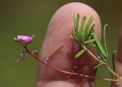 Indigofera angustifolia