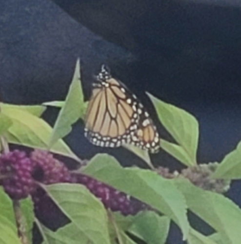 Monarch Butterfly