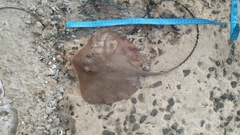 Maculabatis bineeshi