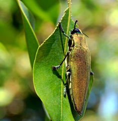 Steraspis