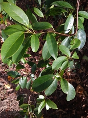 Apocyneae