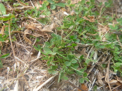 Trifolium ornithopodioides