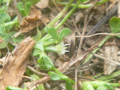 Trifolium ornithopodioides