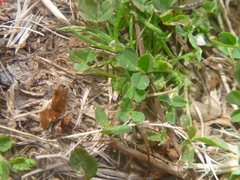 Trifolium ornithopodioides