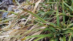 Aciphylla colensoi