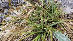 Aciphylla colensoi