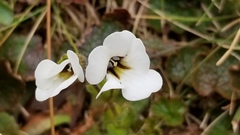 Ourisia