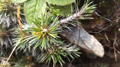 Celmisia laricifolia