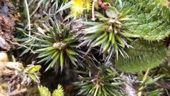 Celmisia laricifolia